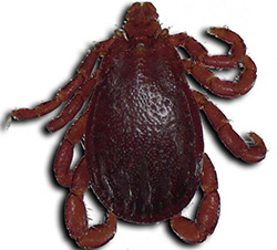 Rhipicephalus zambeziensis male